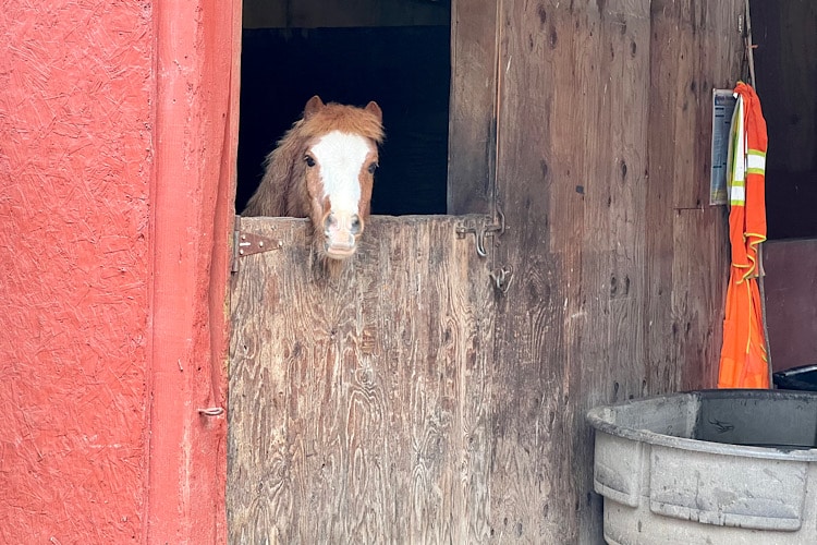 Should You Build An Indoor Riding Arena?