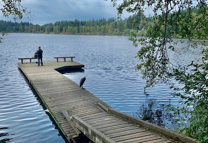 Man and Blue Heron standing fifteen feet away from each other on a dock at Lake Padden.