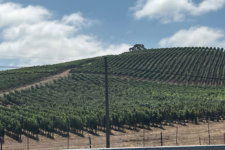 10 Best Wineries And Wine Tastings In Whatcom And Skagit County